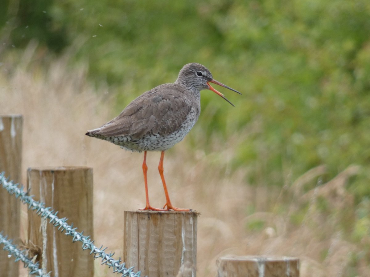 Redshank in Grimley #Worcestershire earlier this year! #Summer2020 #birding @GrimleyBirding @Avibase @BirdWatchingMag @Natures_Voice @RSPBEngland