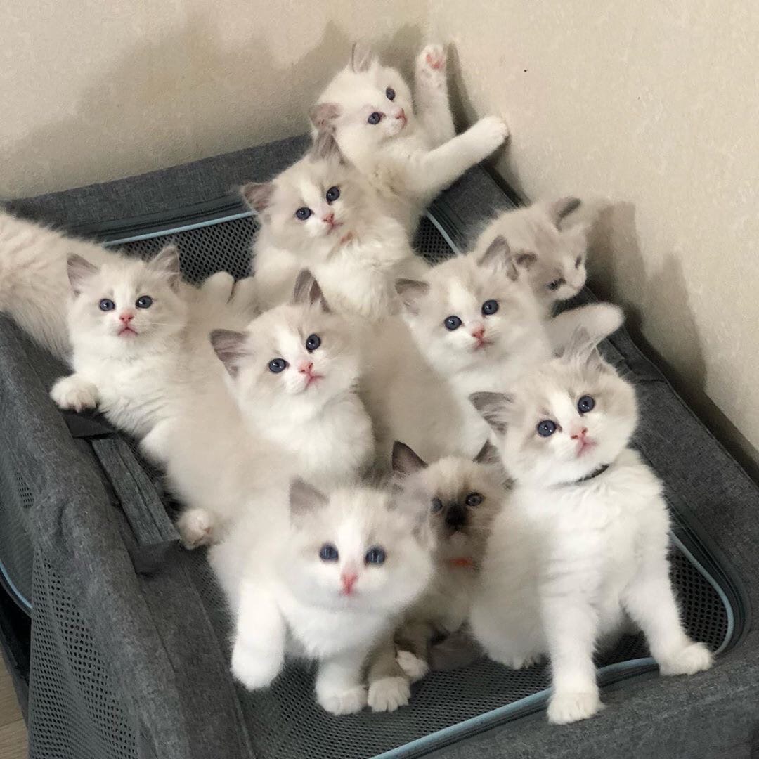 Много котят