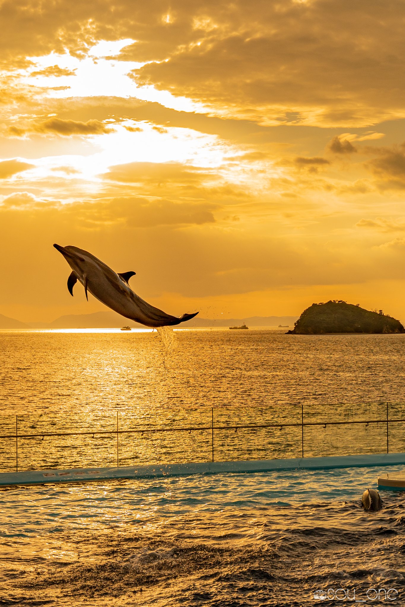 Sou One イルカジャンプ 香川県 四国水族館 水族館 イルカショー イルカ イルカジャンプ ジャンプ 空 海 瀬戸内海 東京カメラ部 Shikokucameraclub 瀬戸内サニー Pashadelic T Co Y8kieuhcnt Twitter
