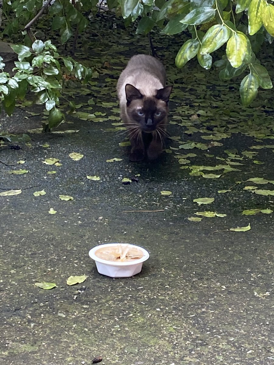 ✒️[알티 부탁드립니다]
“천안 두정동 경남아너스빌” 근처에 혹시 고양이 잃어버리신분 계신가요? 아무리 봐도 집고양이이고 경계는 하는데 사람을 무서워 하지는 않아요!