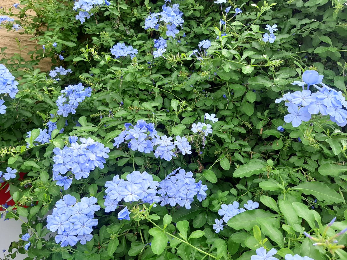 たぬきねこ ルリマツリ 漢字だと瑠璃茉莉と書くそうだ 女の子の名前ぽい