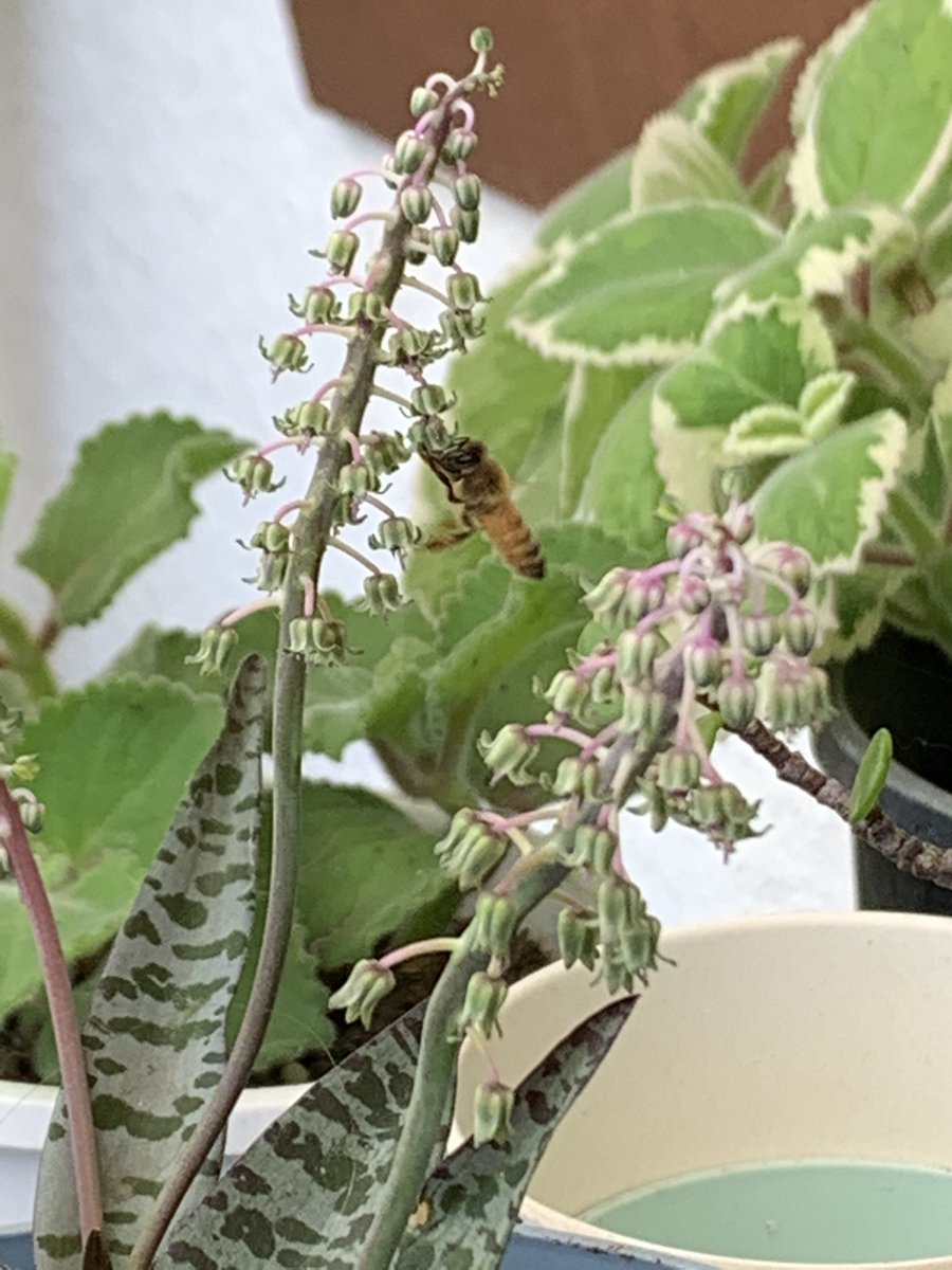 allimaycrochet's tweet image. Spring has sprung the grass has riz 
I wonder where the birdie is
Some people say the bird is on the wing
But that is absurd because the wing is on the bird 😁 1/4
#spring #flowers #australianspring #lifeisweird