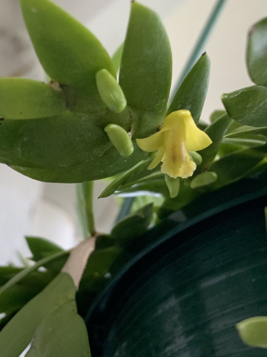 allimaycrochet's tweet image. Spring has sprung the grass has riz 
I wonder where the birdie is
Some people say the bird is on the wing
But that is absurd because the wing is on the bird 😁 1/4
#spring #flowers #australianspring #lifeisweird