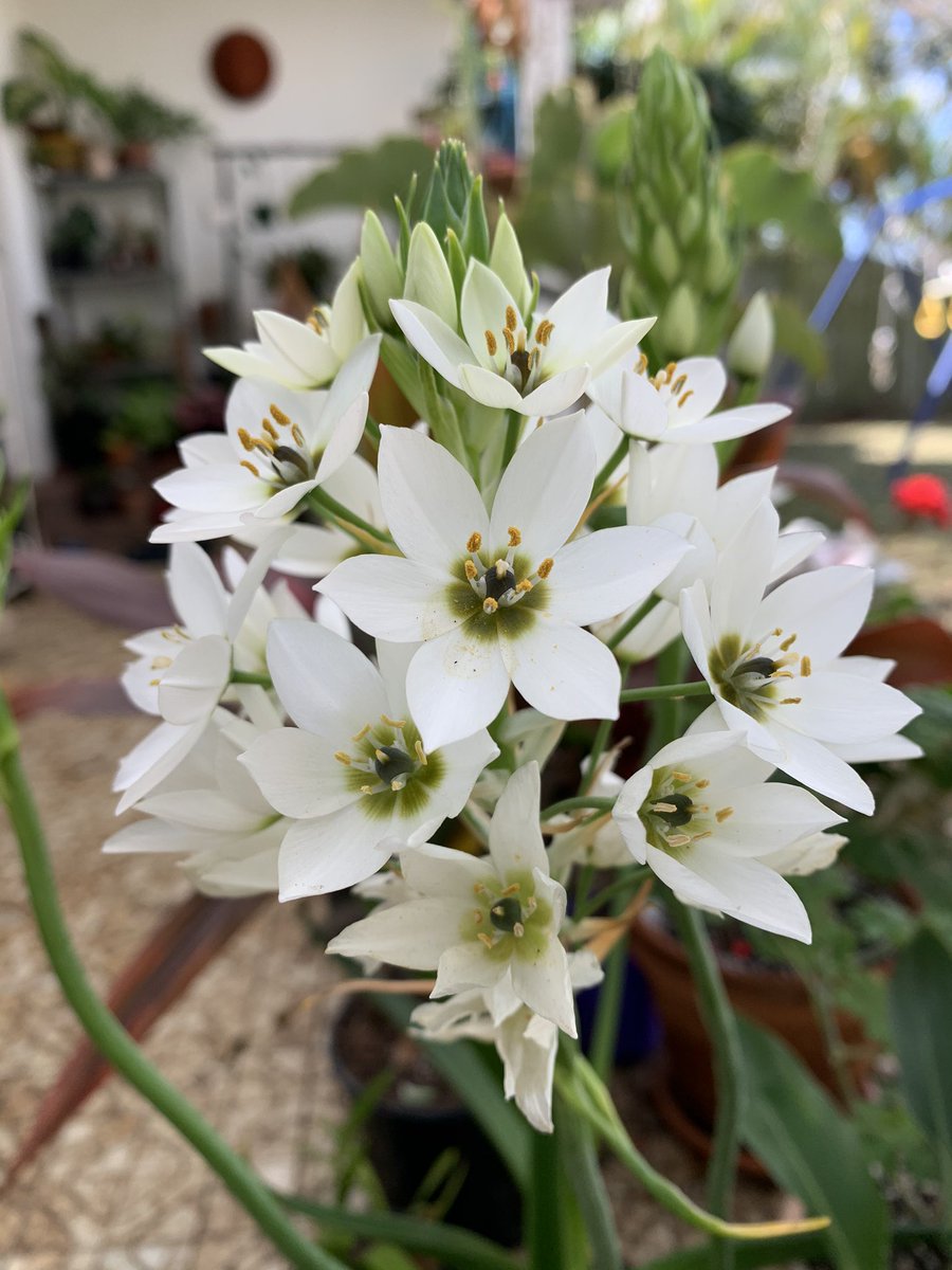 allimaycrochet's tweet image. Spring has sprung the grass has riz 
I wonder where the birdie is
Some people say the bird is on the wing
But that is absurd because the wing is on the bird 😁 1/4
#spring #flowers #australianspring #lifeisweird