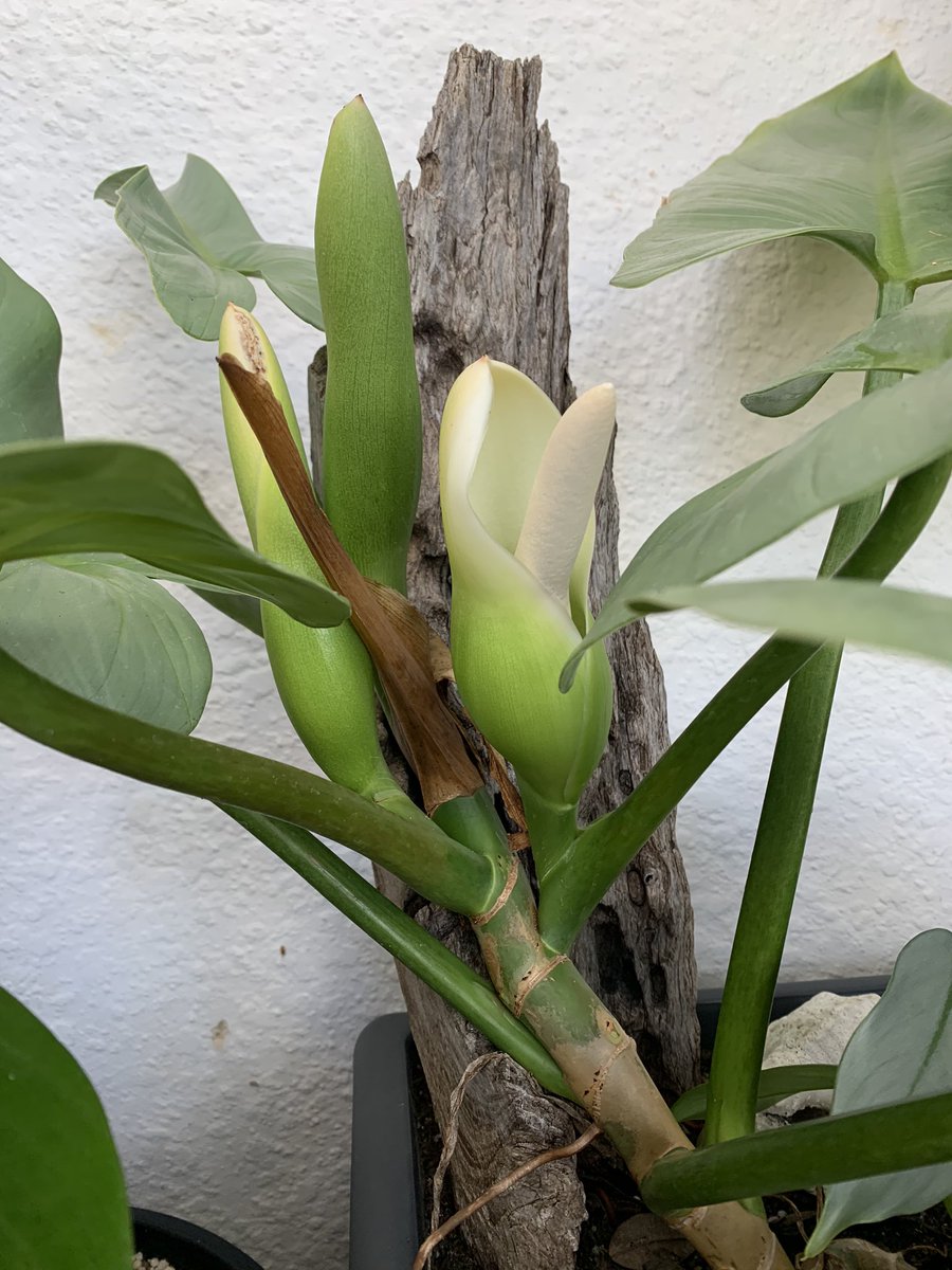 allimaycrochet's tweet image. Spring has sprung the grass has riz 
I wonder where the birdie is
Some people say the bird is on the wing
But that is absurd because the wing is on the bird 😁 1/4
#spring #flowers #australianspring #lifeisweird