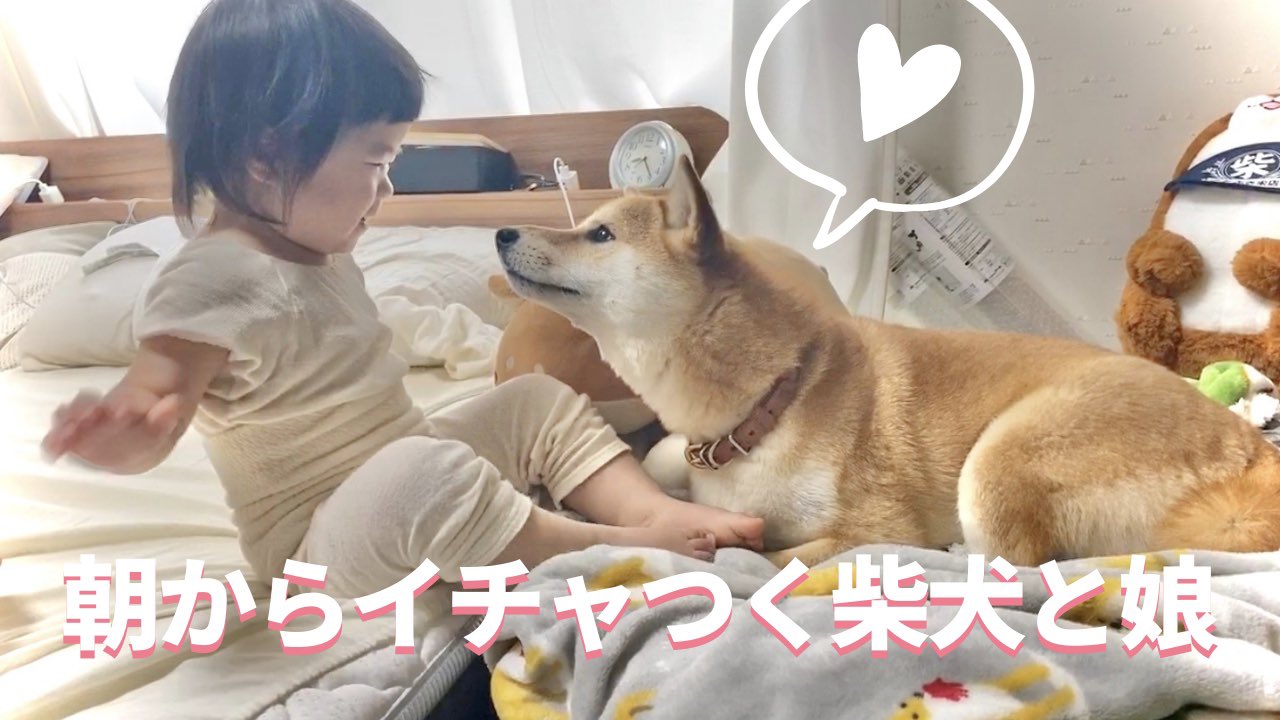 柴犬りんご郎 りんご郎成長日記 990日目 柴犬と1歳娘と過ごす平和な朝をお届けします T Co Yjl1k6zd59 T Co G869zw3d Twitter