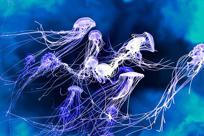 クラゲアートのtwitterイラスト検索結果