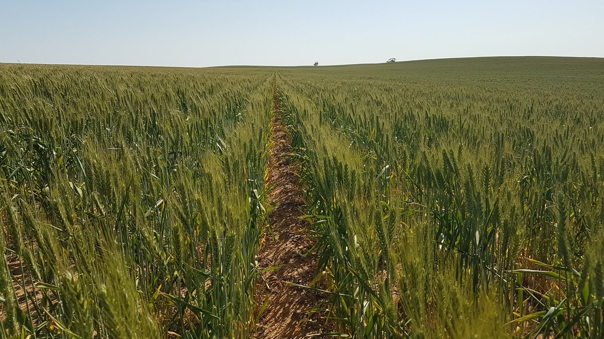 Checked out the Ballista (L) vs Scepter (R) in Northern Mallee yesterday <a href="/danvaterAGT/">Dan Vater</a>, appears Scepter could lose its place on this farm - Ballista had more heads, larger heads and looked great on sand