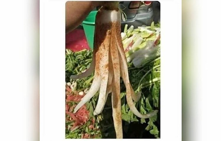 Lets confuse burgers 😁😁