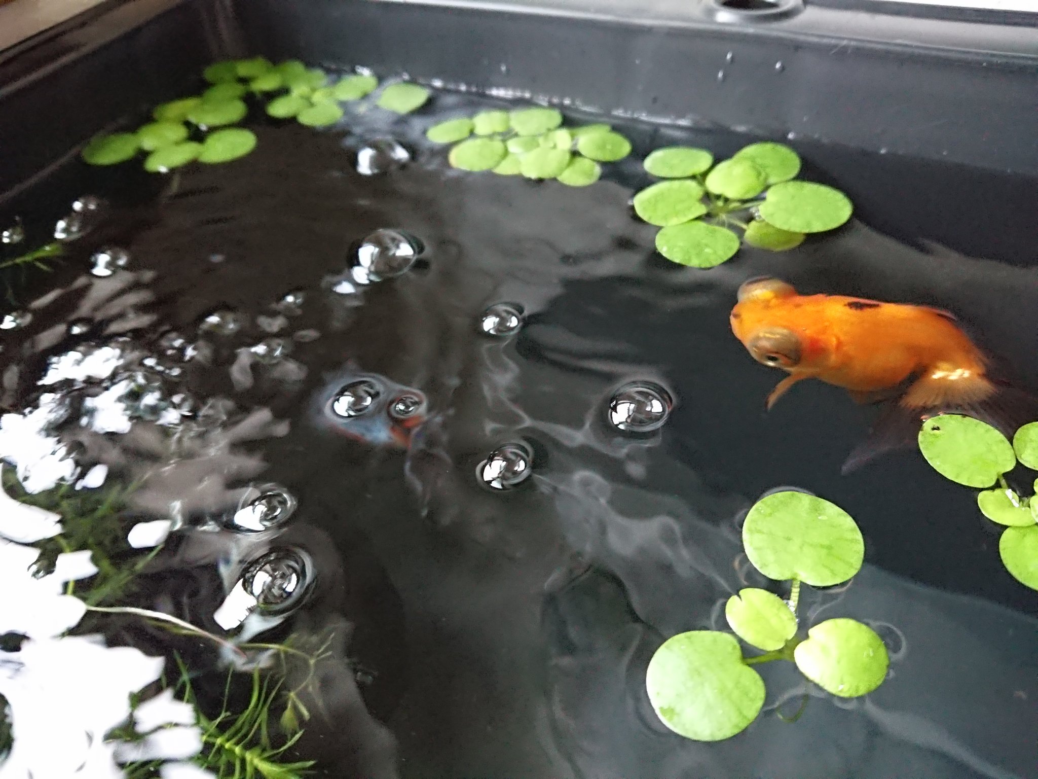 Teresa 明日は金魚増えるので思いきってトロ舟に変えましたw 蝶尾たちも広々泳げていい感じです 金魚 蝶尾 パンダ蝶尾 金魚のいる暮らし T Co Fhtld2l4nn Twitter