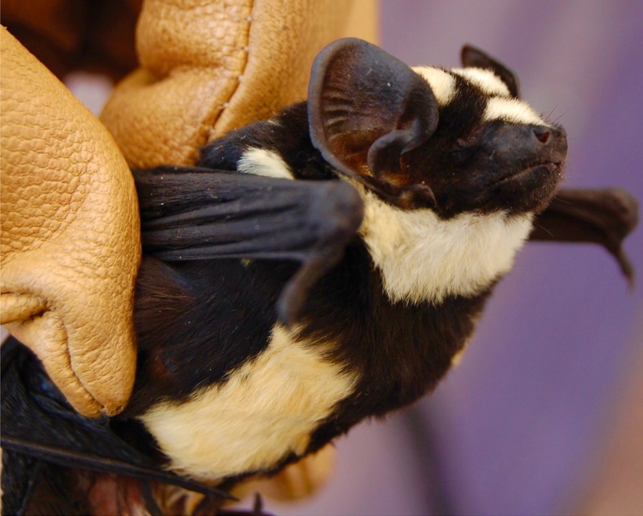 Bat Number two is the pied bat (Niumbaha superba).They are unique in that they are the only member of their genus, and also BECAUSE THEY ARE YELLOW AND BLACK LIKE A BIG FUZZY BUMBLEBEE, JUST LOOK AT THEM