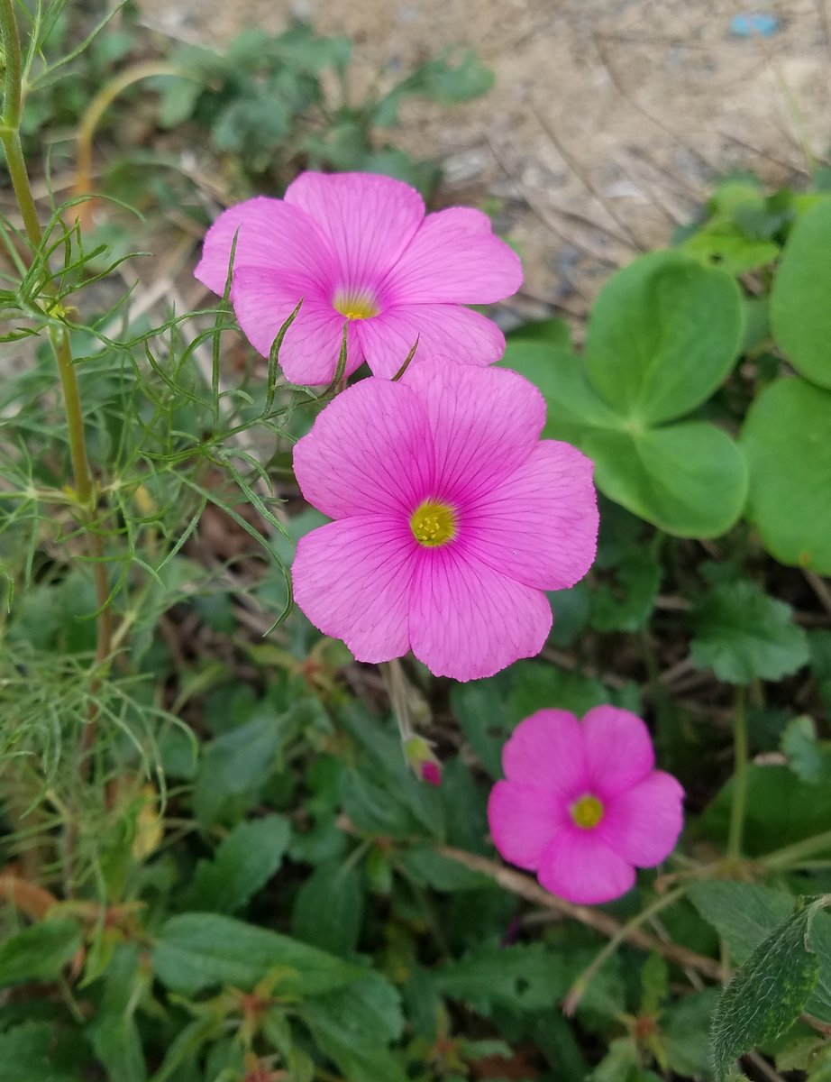 カラフルな花 カラフルな花