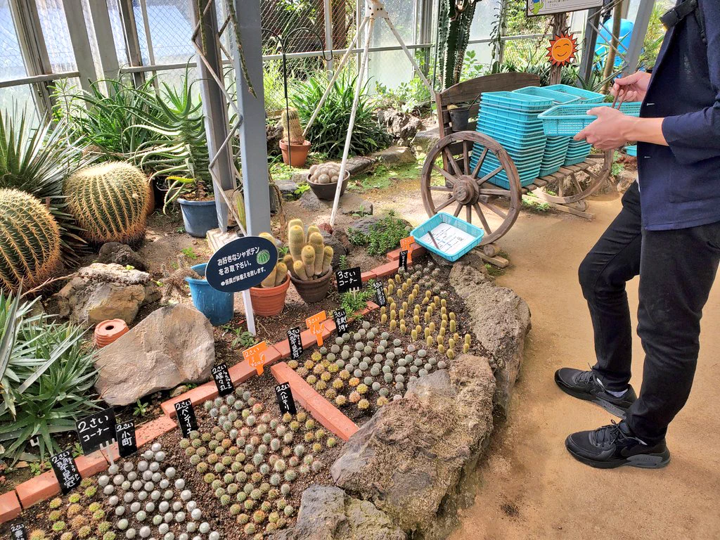 「シャボテン公園」のサボテン狩り・「２才コーナー」「３才コーナー」！！