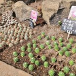 「シャボテン公園」のサボテン狩り・「２才コーナー」「３才コーナー」!