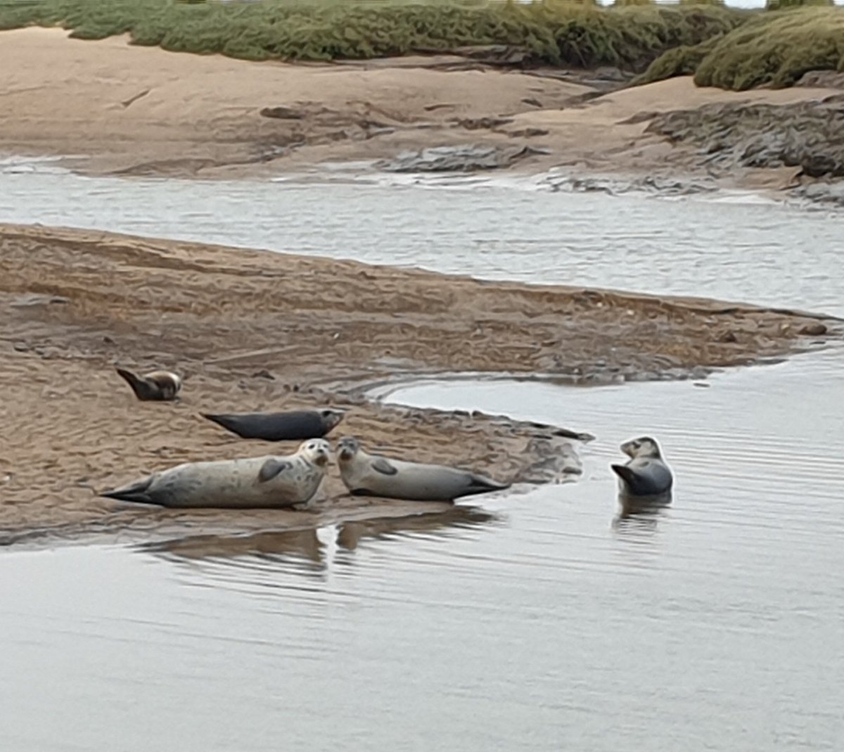 #Seals at #Titchwell a short walk from the cottage we stayed at. Just love #NorthNorfolk  it's bursting with #Wildlife #Birds #BeautifulBeaches #Nature #Peaceful #birdwatching #WildlifeViewing 
@NorfolkNats @NorfolkWT @NorfolkCoastNT @RSPBTitchwell