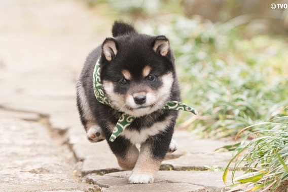 豆助 Mamesuke 公式 走る姿も凛々しい豆助 ２１代目豆助 柴犬 Shibainu Mamesuke 豆助 Puppy 子犬 T Co Bkudlwrkji Twitter