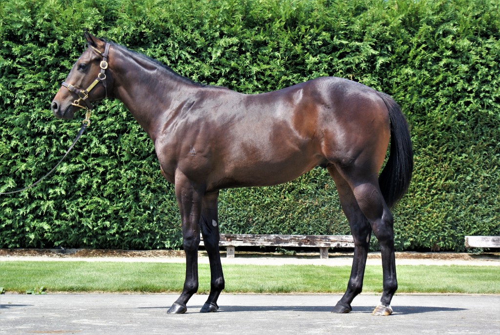 NZTM_TWEET's tweet photo. In Singapore the New Zealand bred #SureWillDo (4g Per Incanto-Eloa) has won on debut tonight. He was sold by @littleavondale at the 2018 @KarakaChat Book 1 Sale for $210,000  #VisitInvestWin https://t.co/tSiPuPkwnT