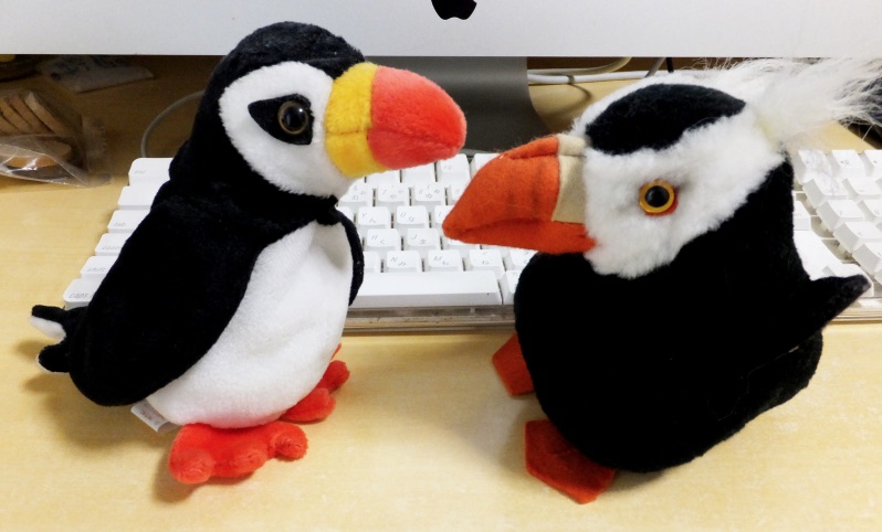 左はツノメドリ、右はエトピリカのぬいぐるみ〜。 突然のマイ鳥