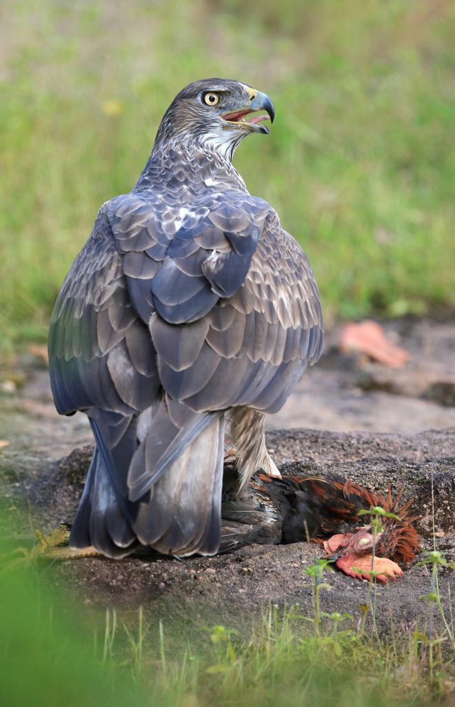 Bonelli Eagle with kill.Pachmarhi MP @natgeo  @Avibase  @ThePhotoHour  @NatureIn_Focus  @SanctuaryAsia #IndiAves  #birds  #birdwatching  #birdphotography  #BBCWildlifePOTD  #WildlifePh  #nature My bro Dr. Atul Jain FB profile https://www.facebook.com/profile.php?id=100001549799014Instagram  https://instagram.com/atuljain67?utm_source=ig_profile_share&igshid=1md9uni00jkt0