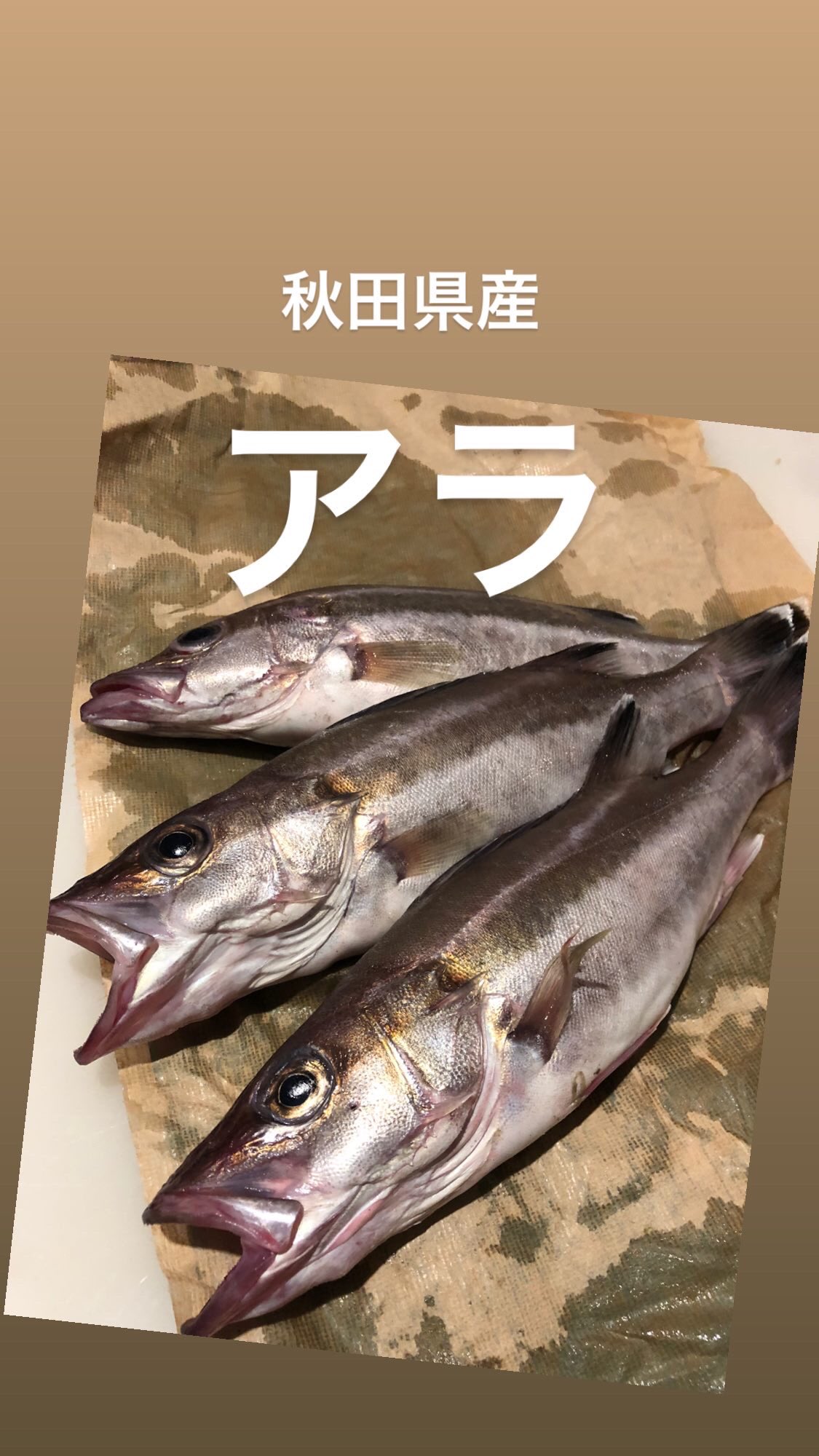 Sausage Bar 2by 日替わりのお魚は 高級魚の あら おこんにちはゆーすけです 魚や 山粋さんでも2 3度しか仕入れられなかったという市場に出回らないお魚仕入れました 身が美しく 寝かせても美味しいお魚です ご賞味あれ 今日は15 26時でお