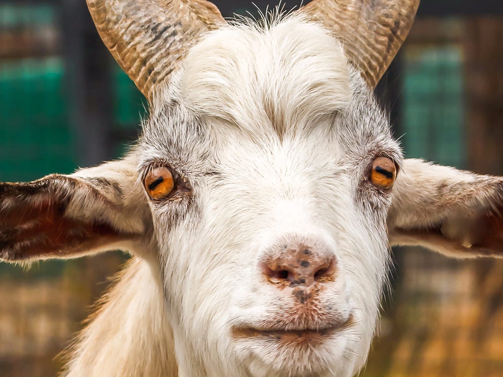 Goats have the widest viewing angle of any animal. Their unique rectangle pupil allows them to see a panoramic 340 degrees. No animal is even close to this field of vision.