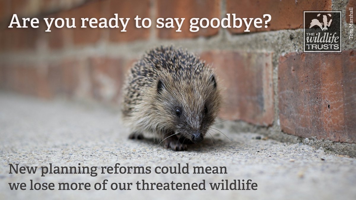 This Government made commitments to reverse wildlife declines in the UK. Planning reforms MUST be a key part of this. Join  @WildlifeTrusts in making the case for planning rules that protect nature   http://wtru.st/do-not-fail-wildlife
