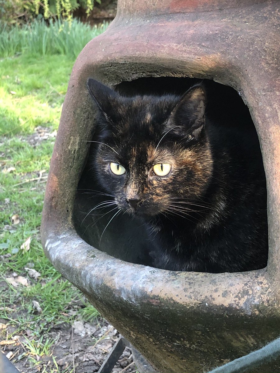 Barbara in the garden #Caturday