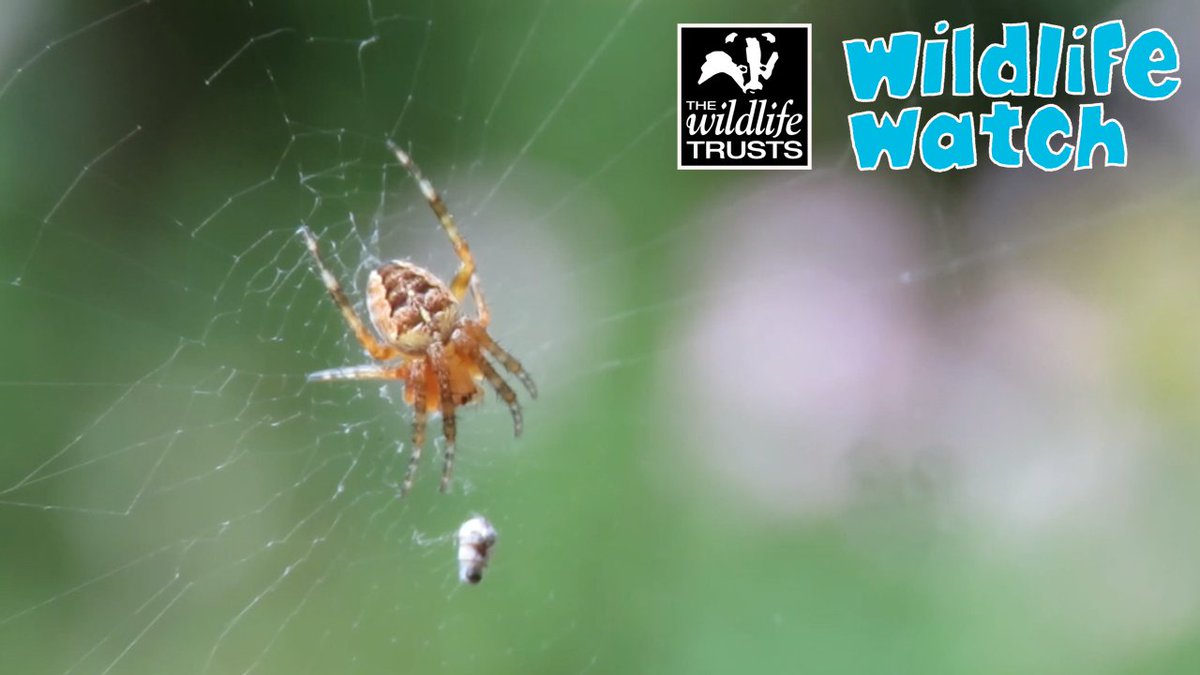 WildlifeTrusts's tweet photo. Did you know over on our Wildlife Watch YouTube channel we have a whole host of child friendly videos?🤩 From spiders🕷️ and bats🦇 to tips for making your very own wild blackberry crumble!😋 Perfect for those wet weekends at home!🌧️ Tune in 👉 https://t.co/RZp2Fbvirx https://t.co/10PWDGCIMN