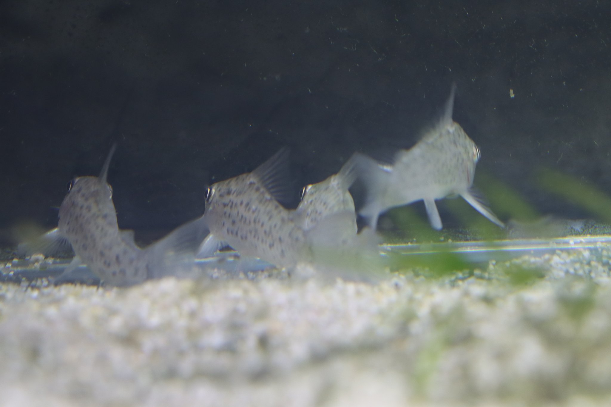 ロレトエンシス Twitter Search Twitter