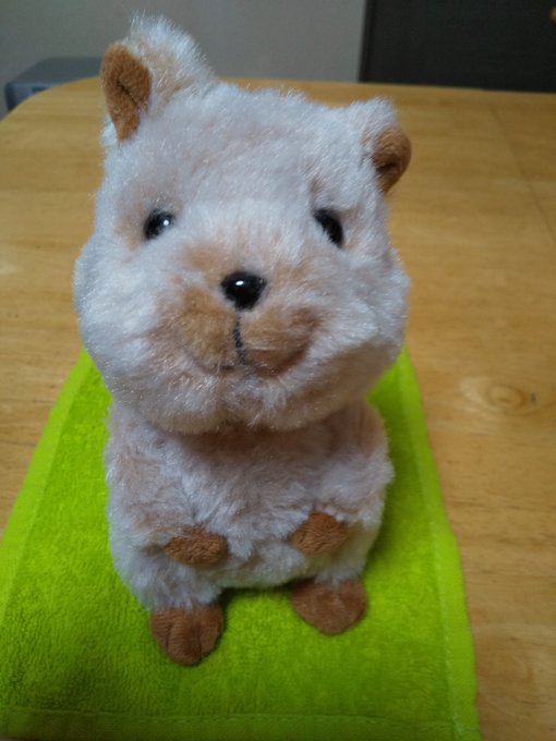 A List Of Tweets Where サンレモン Was Sent As ぬいぐるみ 3 تحليلات تويتر الرسومية الخاصة بهوتويت Whotwi A List Of Tweets Where サンレモン Was Sent As ぬいぐるみ 3 تحليلات تويتر الرسومية الخاصة بهوتويت Whotwi