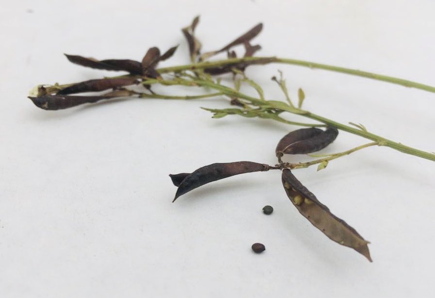 Samen met <a href="/CGN_Wageningen/">Centre for Genetic Resources, the Netherlands</a> zorgen we dat de genetische diversiteit van #cropwildrelatives (wilde plantensoorten die verwant zijn aan onze voedselgewassen) geborgen wordt. Daarvoor zijn gisteren zaden van #WildeKool en #Verfbrem opgenomen in de #NationaleZadencollectie.