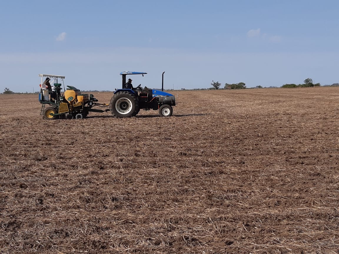 lgsemillas's tweet photo. Siembra de ensayos de investigación #Maiz en Rojas (Bs As). #Corn
Seguimos #GenerandoInformacion
#SomosLG
#Deproductoraproductor https://t.co/lSwhPn2Ye3