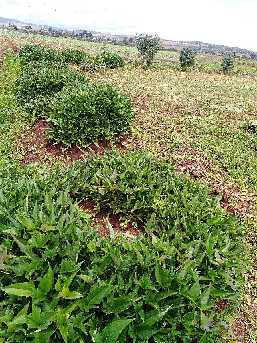Amos_Moruri's tweet photo. From my village I learnt this technique of growing sweet potatoes, Hill method. I come across this potato farmer in kitale. I tell you @njoki_thuo @nakitare89 @Ambula4 the size of "hills" in his farm is on another level. Doing #Agribusiness as unusual to reap more benefits. https://t.co/HiEov6mb1h