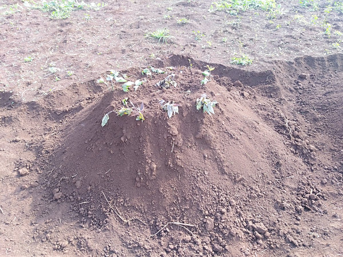 Amos_Moruri's tweet photo. From my village I learnt this technique of growing sweet potatoes, Hill method. I come across this potato farmer in kitale. I tell you @njoki_thuo @nakitare89 @Ambula4 the size of "hills" in his farm is on another level. Doing #Agribusiness as unusual to reap more benefits. https://t.co/HiEov6mb1h