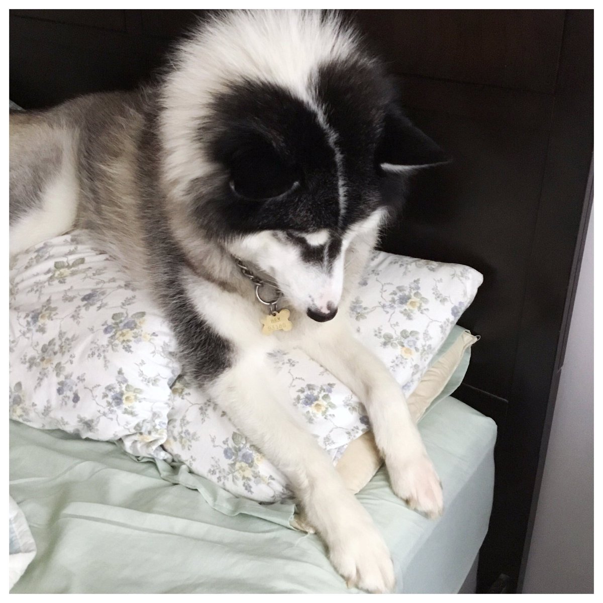 bowden2you's tweet photo. Saturday #DogIDTag day! Tannik, Amaguk &amp; Qanuk are keeping me company this morning while I engrave #Dog ID Tags for community members pups in #Attawapiskat 🐺
I have about 90 to do and I LOVE doing it ♥️
#NorthernDogs loved by their families I will always support 🇨🇦 https://t.co/OeEPt5iT8F