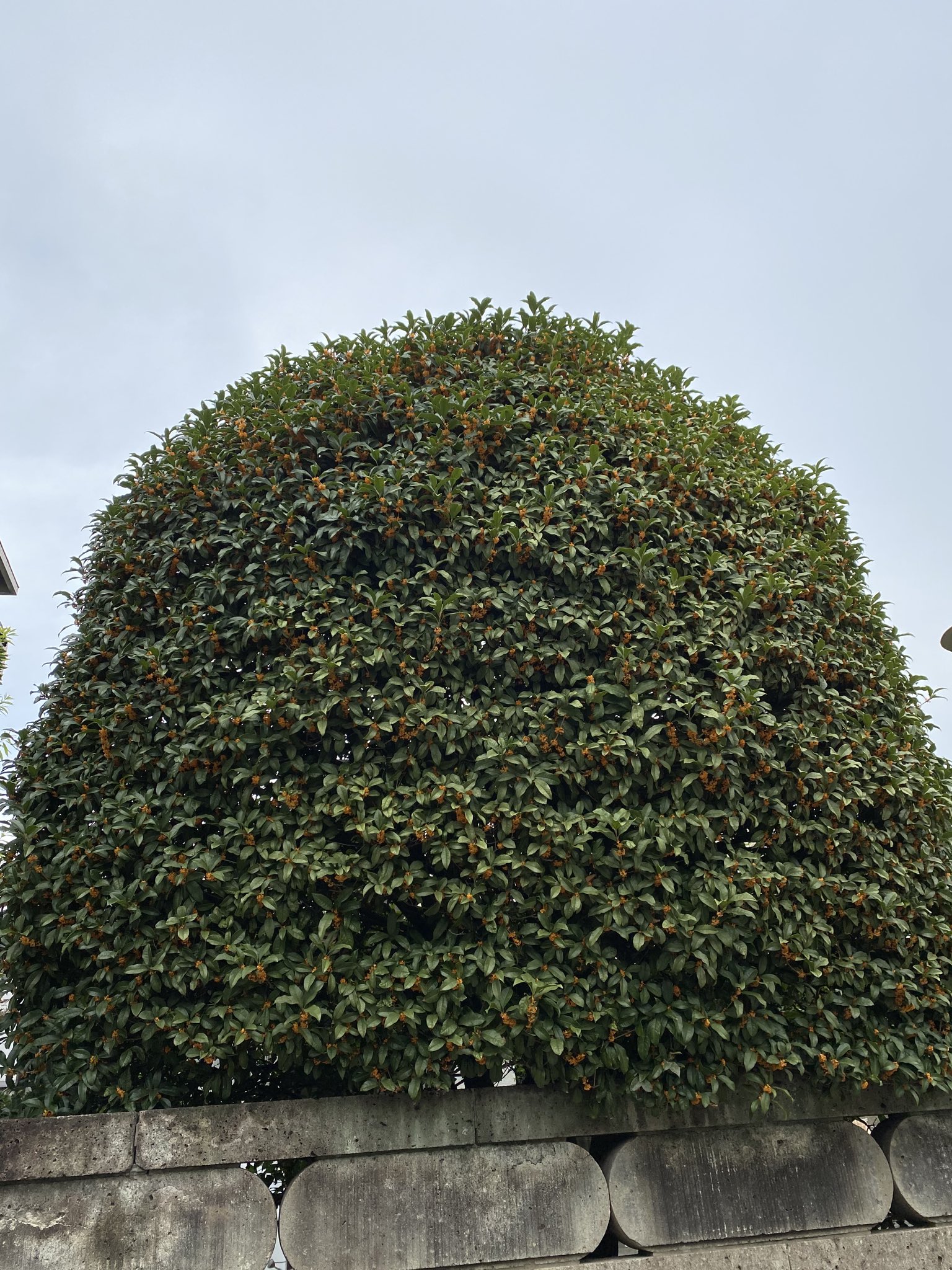 しげのゆうこThe_Real_Me on Twitter 