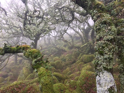 WOODWIDEWEB! Scientists think that fungal networks underground connected to plant roots act as an underground internet for plants. They help plants to ‘talk’ to each other through electro-chemical signals, warning each other of nearby disease! #WaxcapWatch #WaxCapp #UKFungusDay