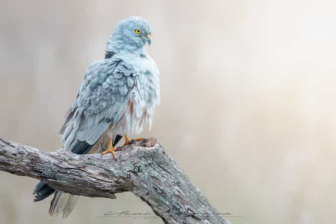 Feather perfection by Unai Larraya dlvr.it/RhsmCB #Photography