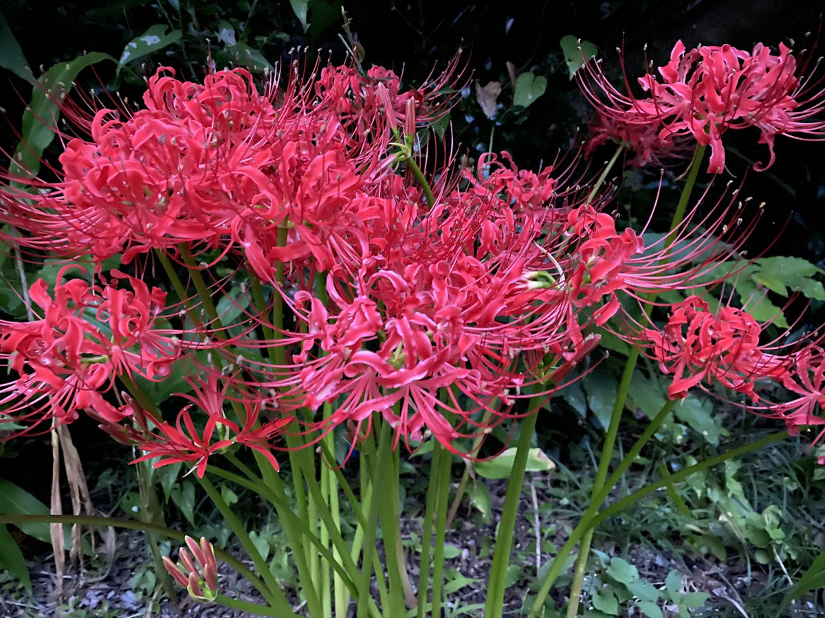 aiko_ki_ta's tweet photo. ヒガンバナ。
お墓でもよく見られるこの花は、「不吉だ！」なんて言われて嫌われることが多い。
でも実は根っこに毒があると知っていた昔の人が、モグラに掘り返されないように、お墓や田んぼの畔に植えたんだって。
昔の人ってホントに植物をよく知って活用してたんだなぁ。 https://t.co/XFt4mMBLTd