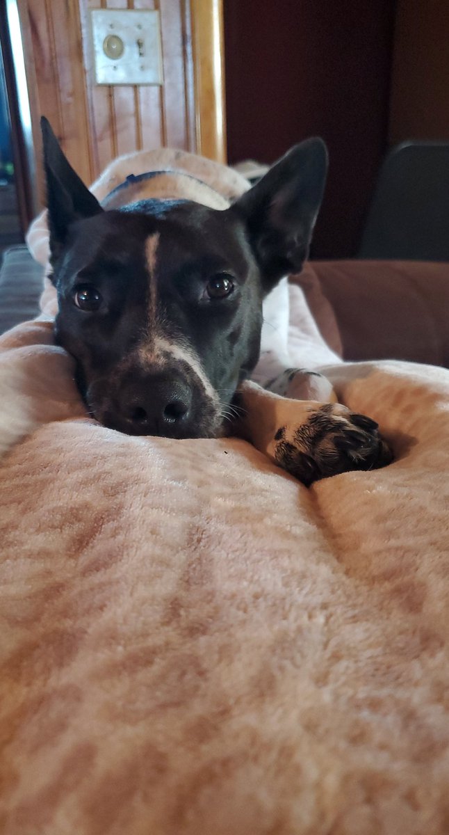 domwall22's tweet photo. Yo... i really miss my dog... so here are some pictures for everyone to love her like i do! She is quite literally is the one thing that still brings happiness to my heart! https://t.co/4PPqvYhX1V