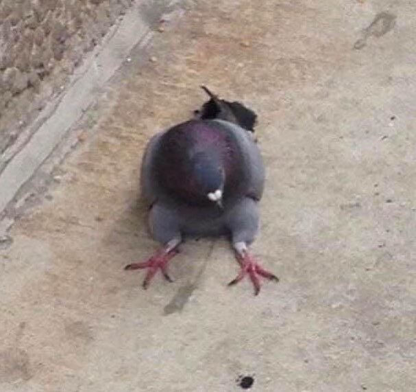 Harry Styles as pigeons a thread you need :)