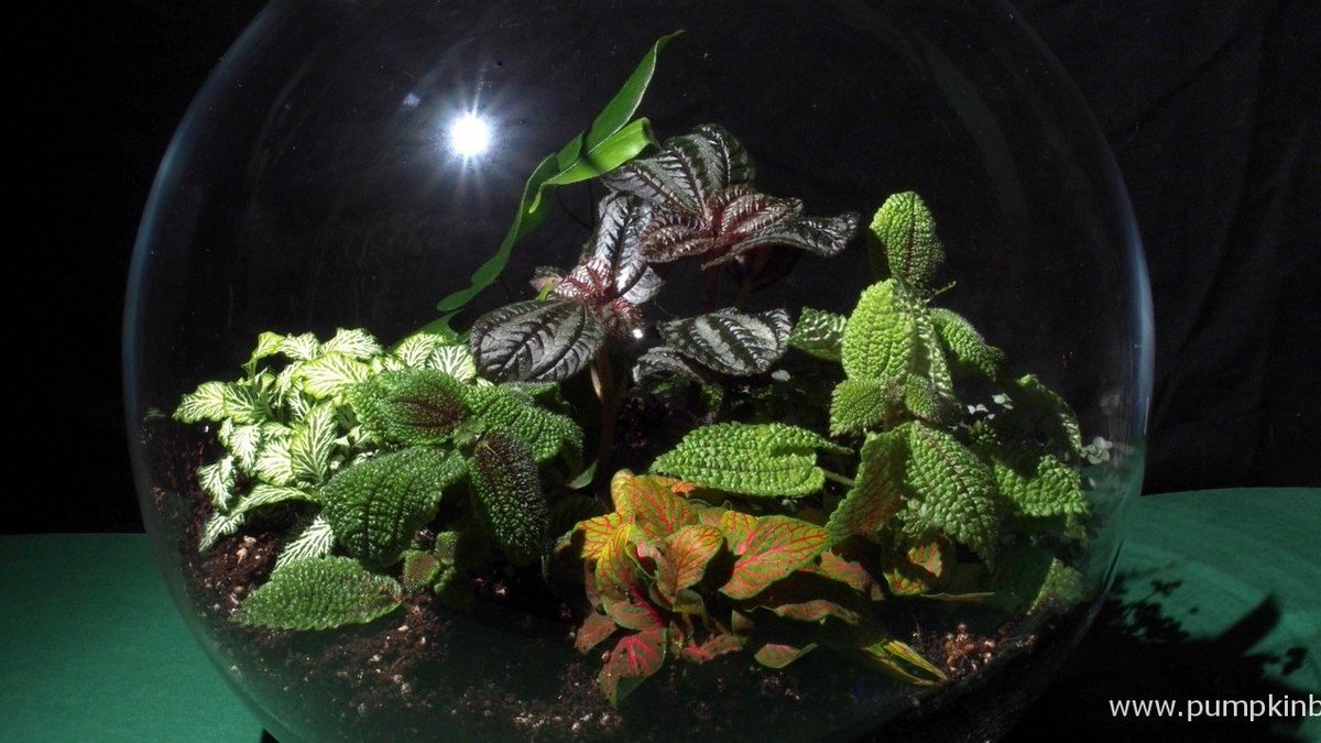 pumpkin_beth's tweet photo. Need a #weekend #project? Why not create a #terrarium or bottle #garden? Here's my #StepByStep guide: https://t.co/2L2PnMfBGh #Terrariums #BottleGarden #Indoors #Inside #IndoorGarden #Plants #Gardening #Fun #WeekendProject #IndoorProject #Houseplants #TerrariumPlants https://t.co/MuDWXWGmoR