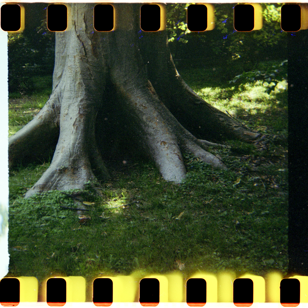 CamerHack's tweet photo. Big foot: this tree and its roots in the Botanic Garden in Padova, Italy. I'm posting some scans from #kodakgold200 shot in #bencini comet 404-x with the #fakmatic cartridge. #35mm #126film #instamatic #shootfilm #filmphotography #filmhack https://t.co/1lyCHrwcq1