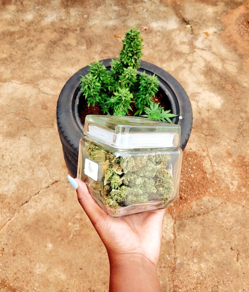 its_lelo420's tweet photo. It's either the high way or no way...
•
•
•
#weedsa #dagga #stonercouple #stonercouple #stonergirls #StonerFam #cannabissouthafrica #marijuanagrowers #weedlover #weedlife #WeedLovers #flowerpower #Mmemberville #PuffPuffPass #420life https://t.co/MdkQ1mIOCk