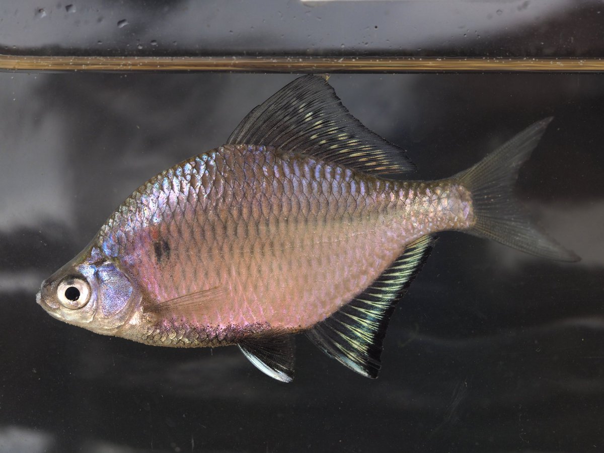 タナゴの空 タナゴの空 タナゴの空