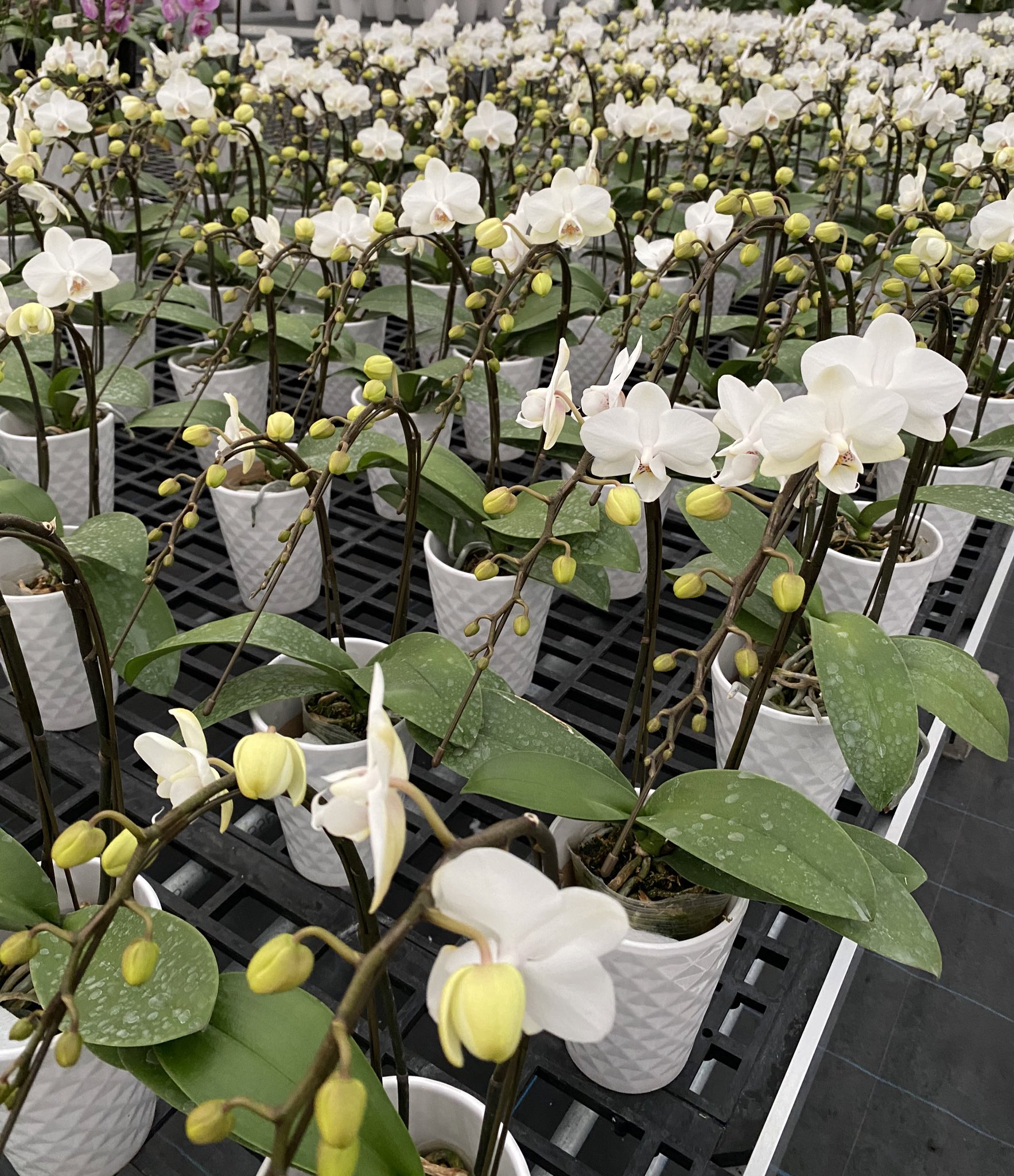 マルイ洋蘭開発センター 彩姫 ホワイトシルク カナリアなどミディ胡蝶蘭開花待ち 花開くその瞬間 一度でいいからで見てみたい なかなかの辛抱強さが必要ですよね 胡蝶蘭 群馬 お花 T Co Oydy3myhth Twitter