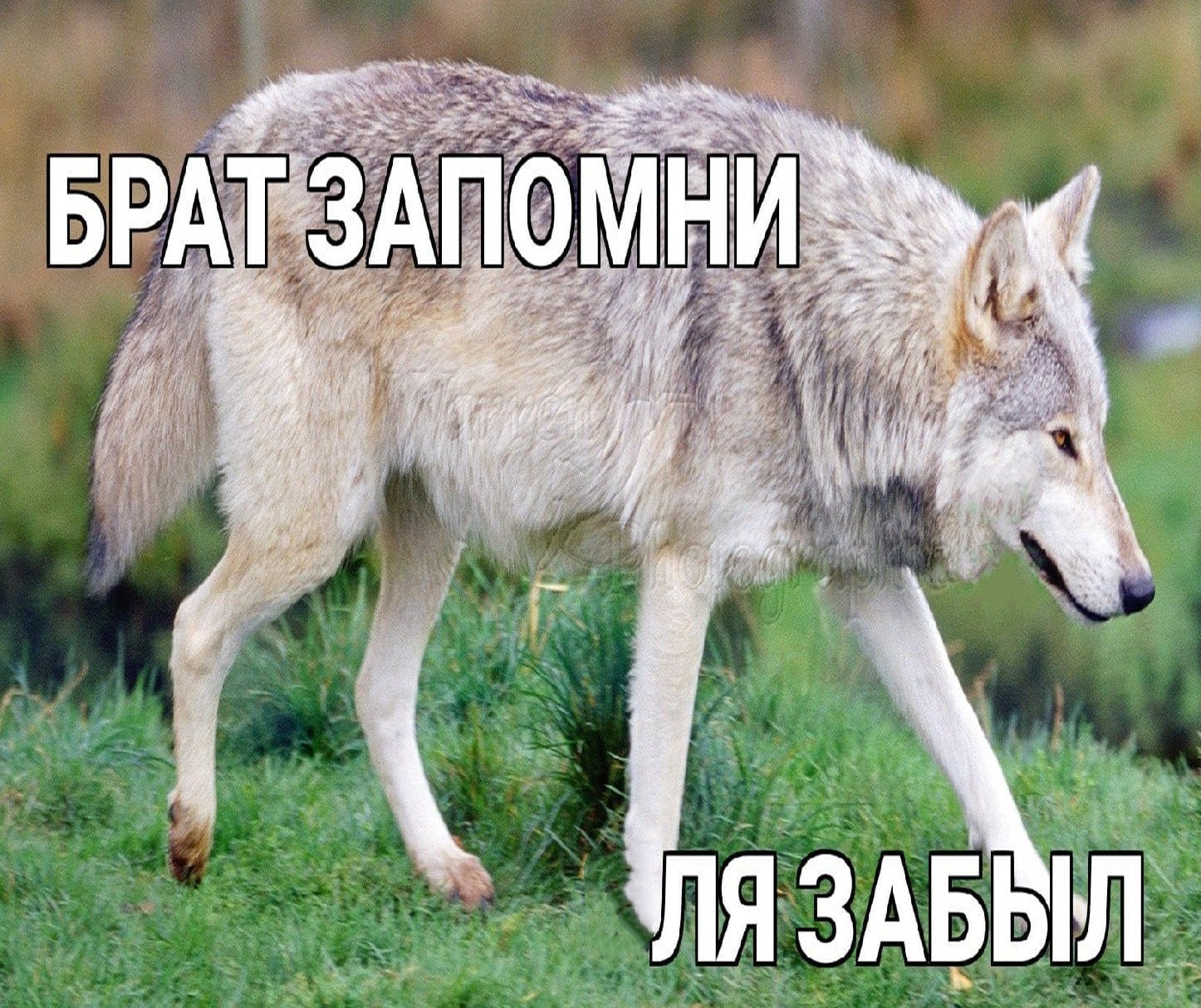 Волк ауф Мем