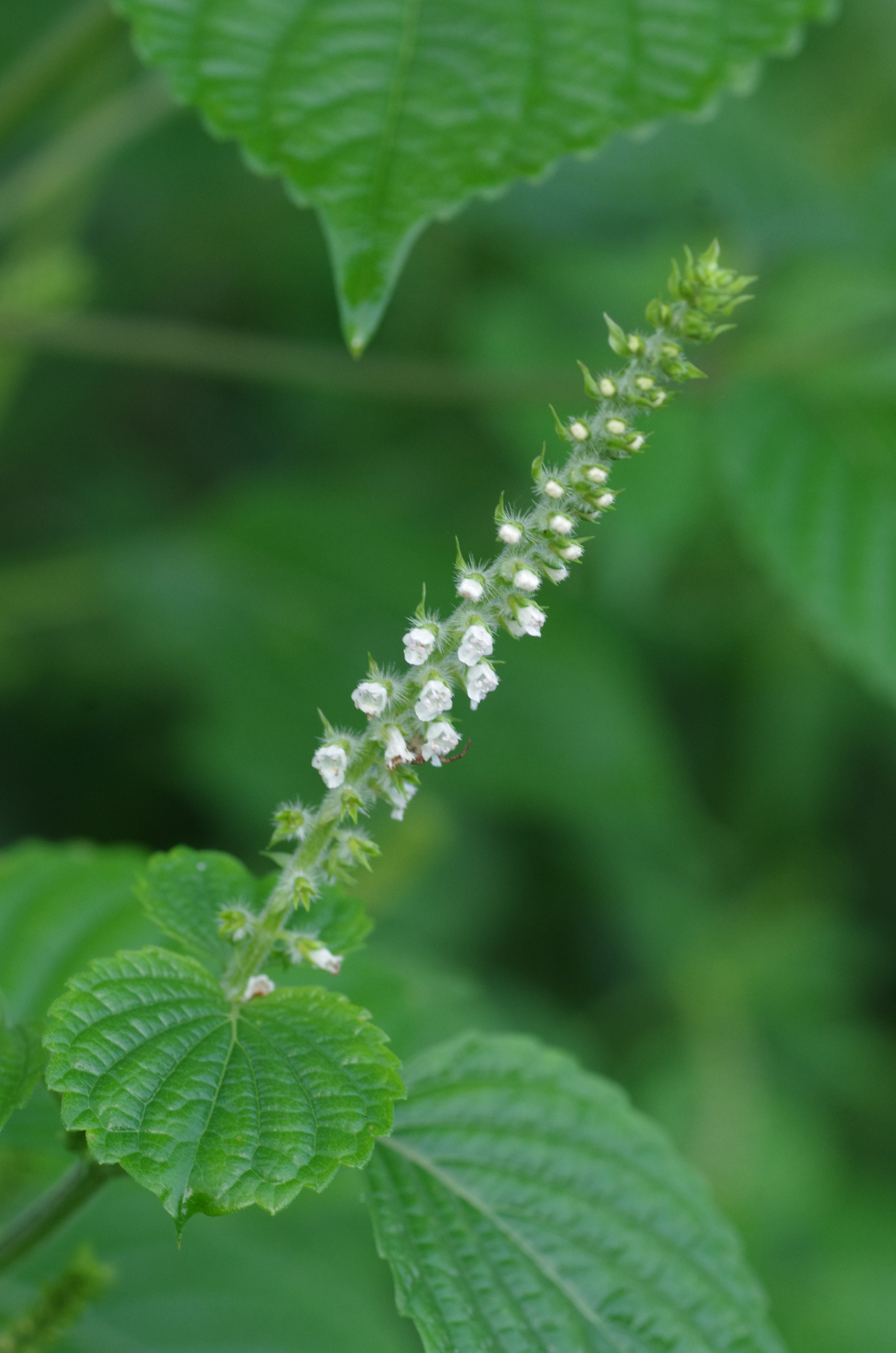 岳 だけぶき 蕗 Sur Twitter エゴマの花が見られました 葉に強い香りがありますが山地で見られるレモンエゴマのレモンに似た香りとは違います ー T Co Cn9qenzzjl Twitter