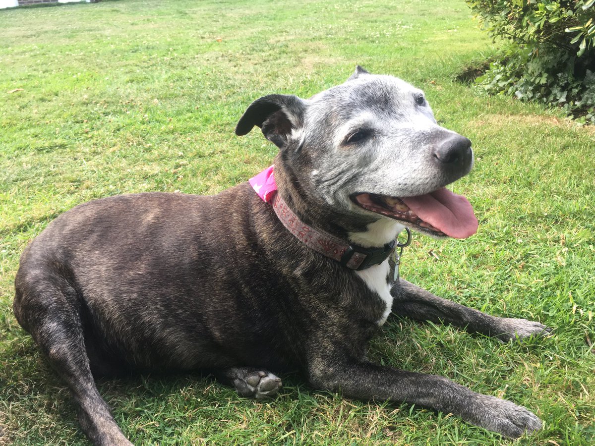 Abi the Staffie (@abithestaffie) on Twitter photo Morning everyone . It’s with great sadness that I need to let you all know that our lovely little Abi passed away peacefully last night . She will be greatly missed by us all and was a fantastic ambassador for <a href="/AllDogsMatter/">All Dogs Matter</a> and anyone who doubted her breed 😓🌈 Morning everyone . It’s with great sadness that I need to let you all know that our lovely little Abi passed away peacefully last night . She will be greatly missed by us all and was a fantastic ambassador for <a href="/AllDogsMatter/">All Dogs Matter</a> and anyone who doubted her breed 😓🌈