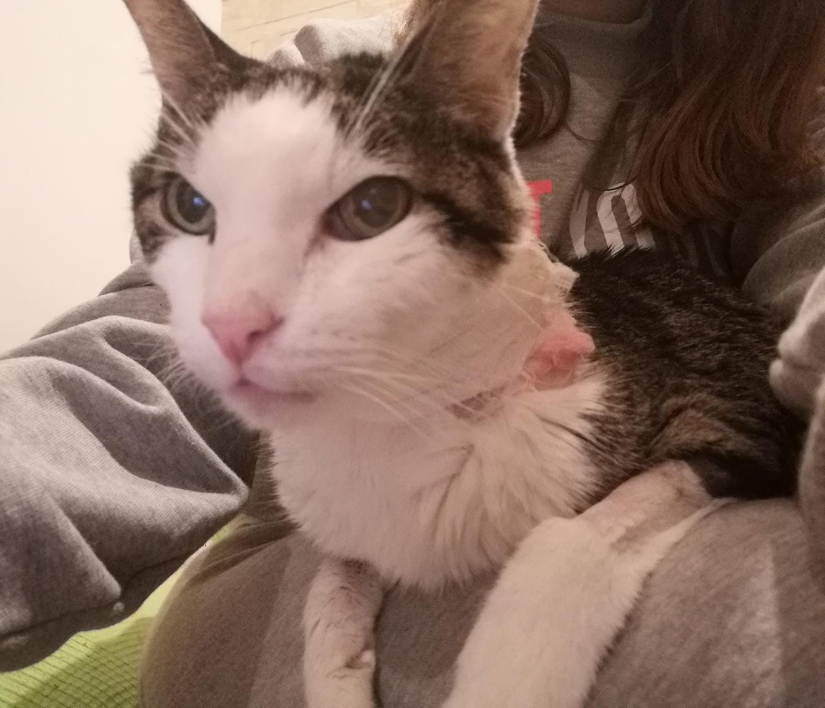 ayudaaanimales2's tweet photo. Urgente! Alguien puede donar latas A/D para la sonda de Leo? 🙏 Doy dirección por privado gracias ❤️
Cuesta cada lata 2.15€
El pack de 24. 50€
RT por fi❤️ https://t.co/GmMy2VShtF